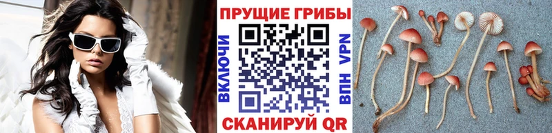 blacksprut зеркало  как найти закладки  Устюжна  Псилоцибиновые грибы Cubensis 